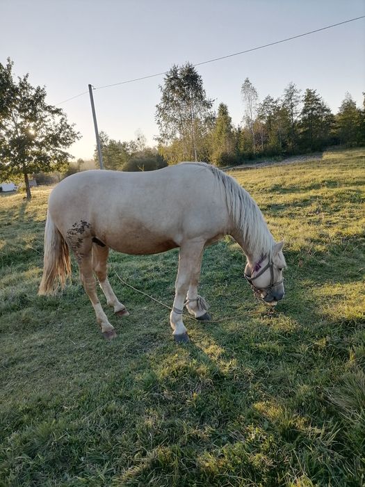 Продається жеребець