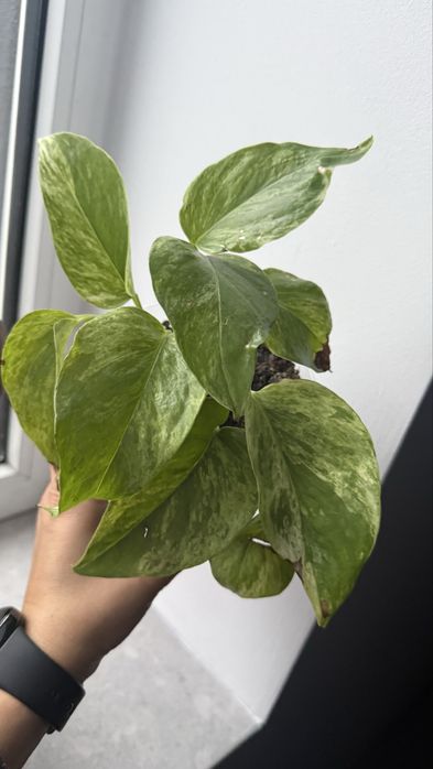 Нпіпремнум Марбл Квін сциндапсус