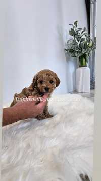 Mini maltipoo великий вибір.