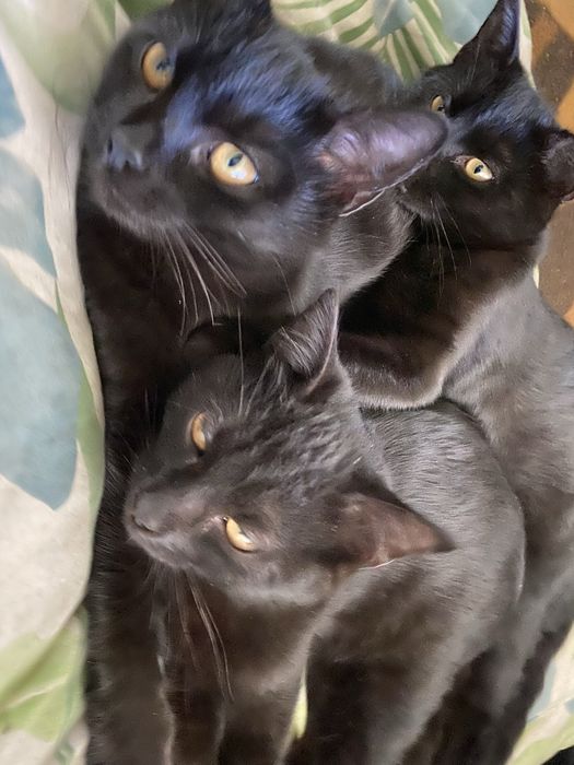 Кіт кішка кошенятя