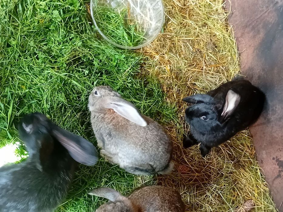 Продаються домашні кролі