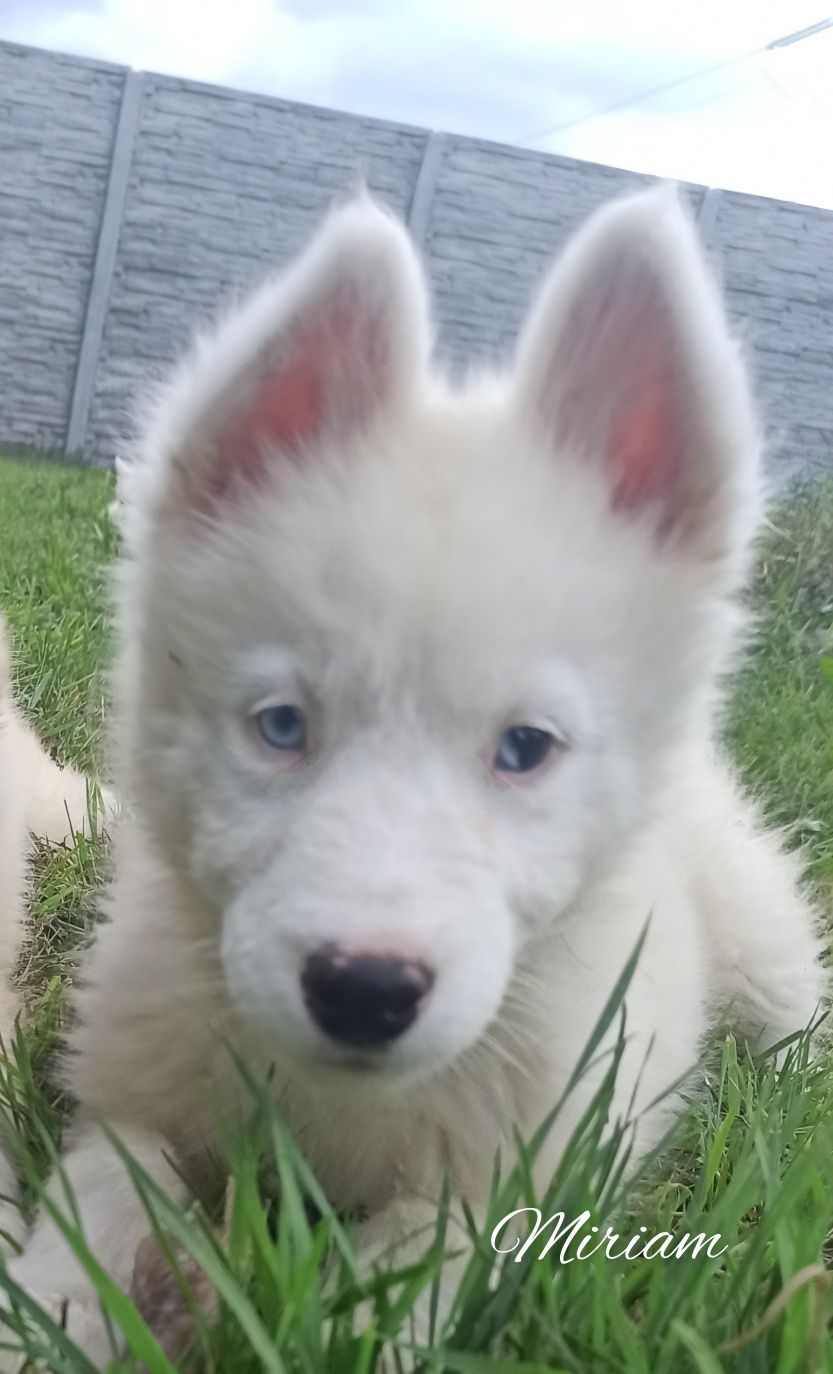 Łajka jakucka nie owczarek nie samojed nie border
