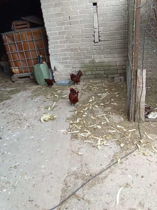 Brodacz wąsacz Antwperski kogut