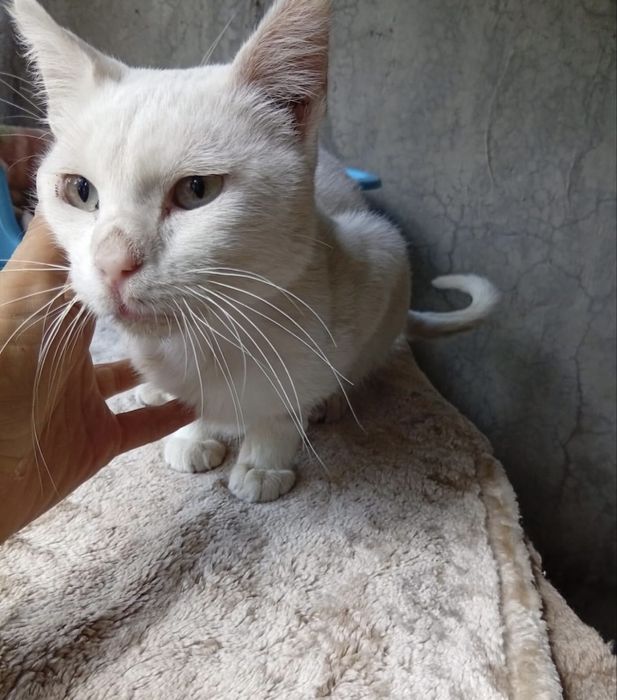 Gatinho meigo para adoção responsável