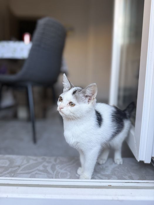 Кошечка, кошенятко, кошеня, кішка, котик, кошенята дівчинка 4-6 тижнів