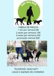 WALK DOG  PRO SEU PET serviços de passeio para cães