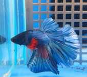 Bojownik Syjamski - Betta splendens