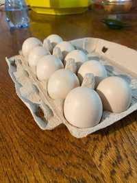 Jaja kacze jajka jajeczka