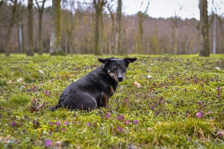 Malutka sunieczka od zawsze prosi o DOM... Adoptuj!