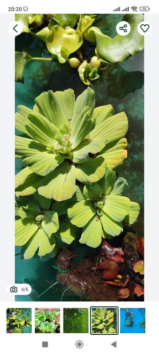 Plantas aquática de água doce para lago ou para interior ou exterior