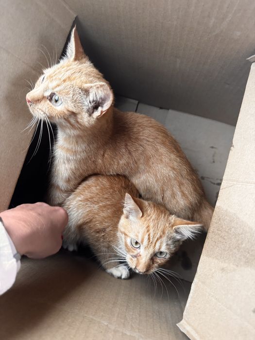 Рижі руді кошенята коти котики