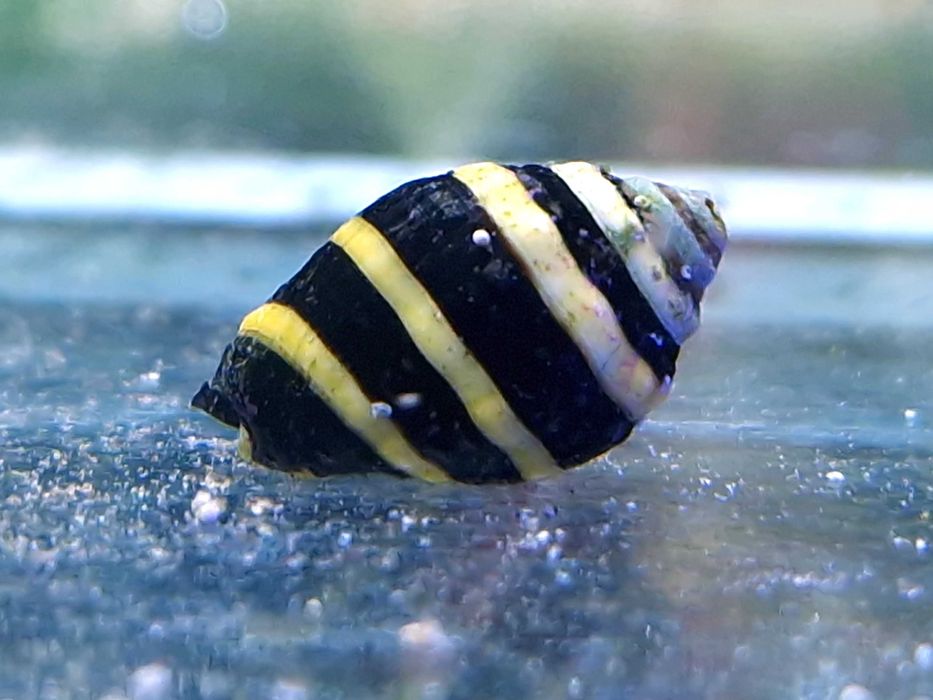 Pusiostoma ( Engina ) mendicaria Bumble Bee Snail Akwarystyka Morska