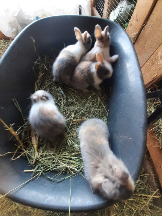 Kroliki karzelki miniaturki