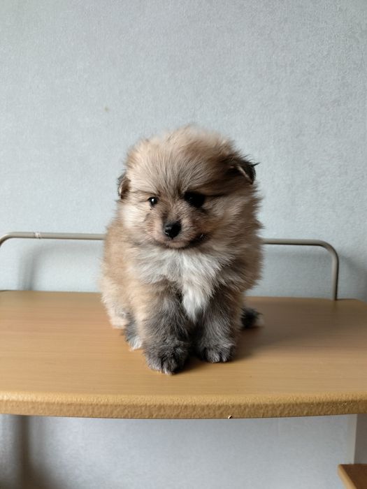 Померанский шпиц девочка