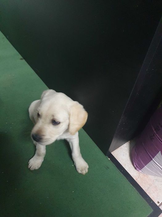 Labradora prete menina