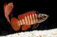 Badis black tiger