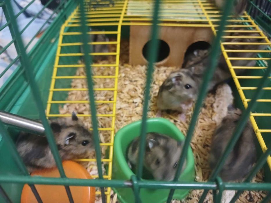 хомяк джунгарский