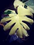 Monstera Thai Constellation Creme Brulee variegata REZERWACJA philoden