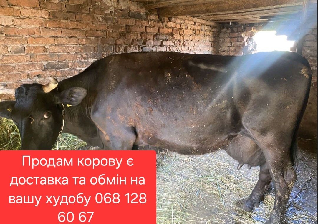 Продам корову є доставка