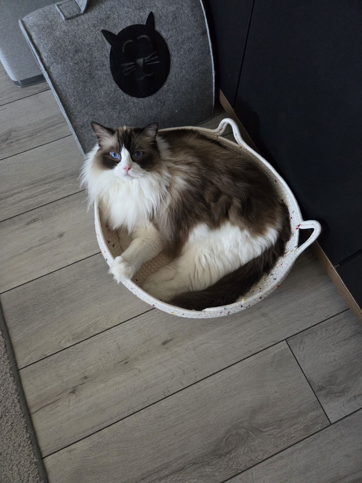 Piękny Ragdoll Kocurek