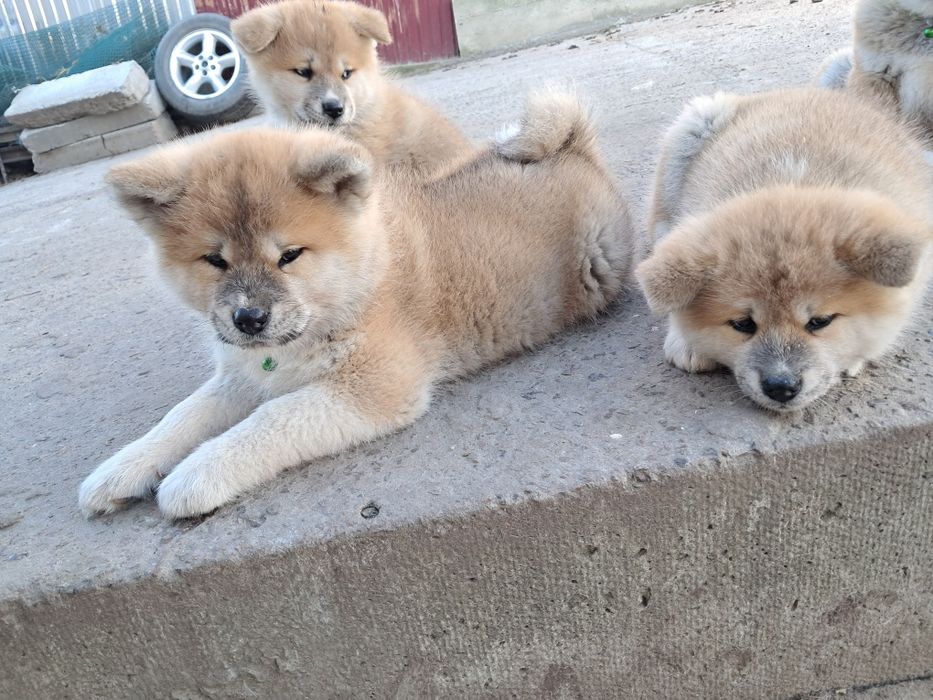 Акіта -іну хлопчики та дівчатка