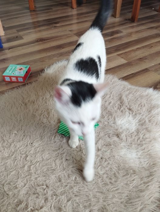 Oddam kotkę, drapak i resztę w dobre ręce