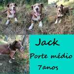 Jack - Cão para adoção responsável