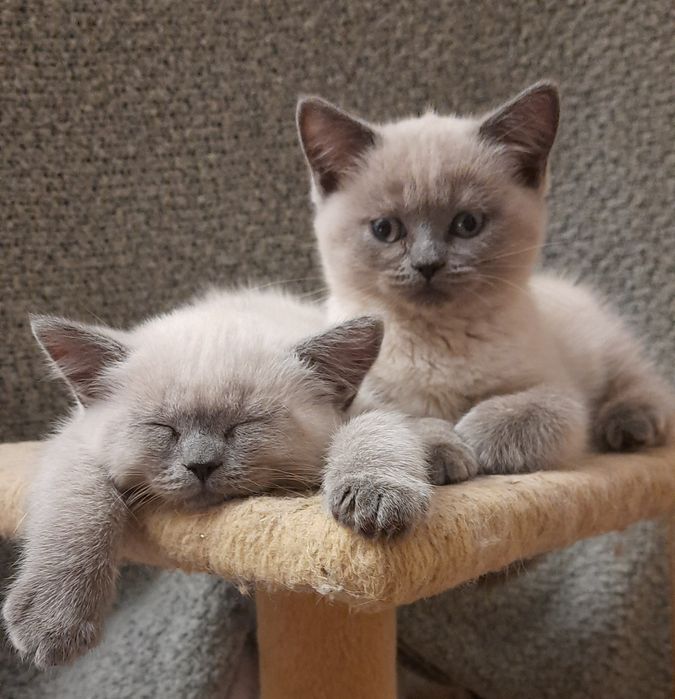 Шотландскі кошенята (прямовухі)