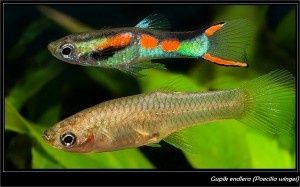 Gupiki endlery młode samce