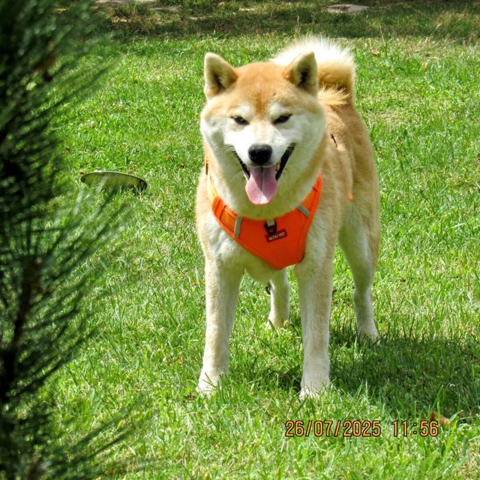 Shiba Inu, sunia TĘCZA Rajsobie(FCI).