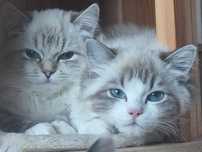Ragdoll kotka  z międzynarodowym rodowodem FIFE