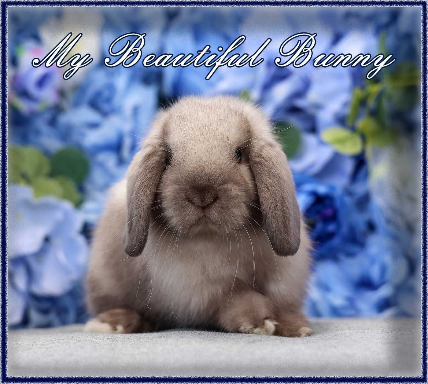Piękny Królik Mini Lop - Sallander