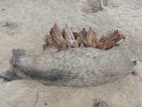 Mangalica, prosiaki, świnia