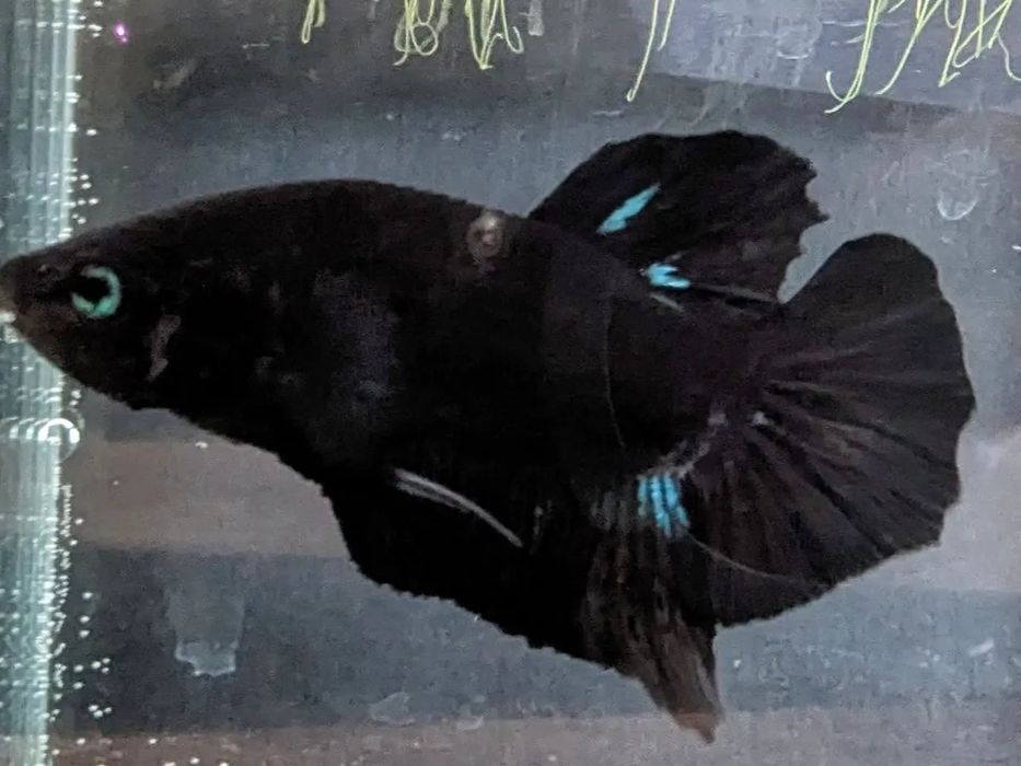 Peixe Beta (Lutador)