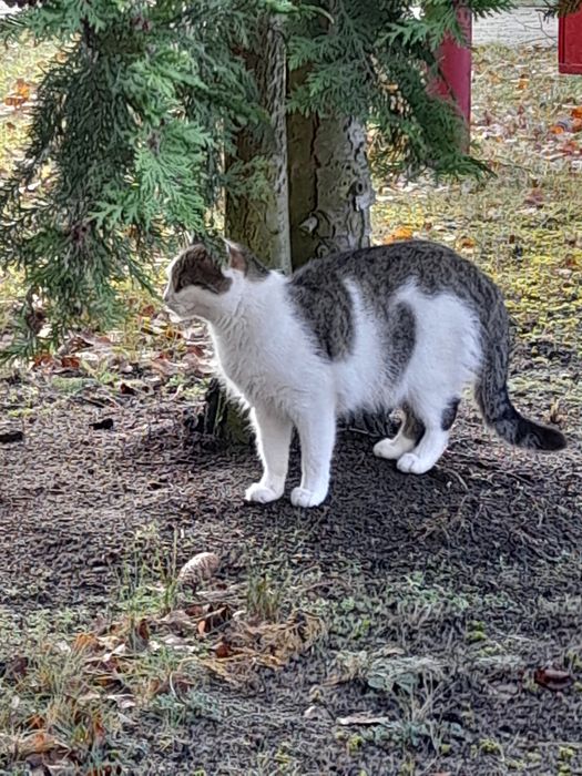 Oddam domu wychodzacego