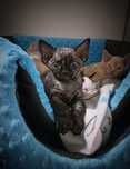 Kotka devon rex czarny szylkret