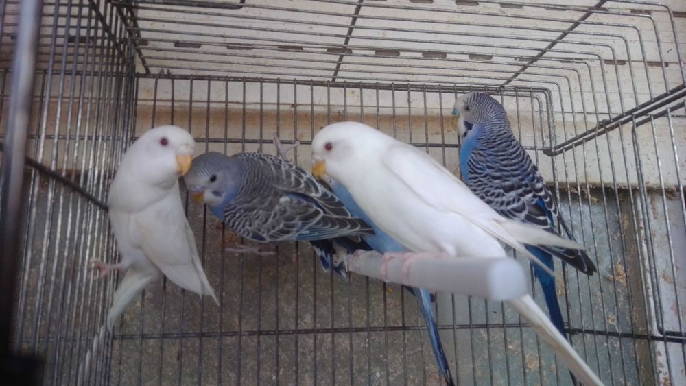 Periquitos bebes fofinhos saidos do ninho