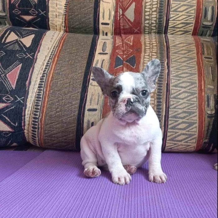 Французы мальчики и девчушки.