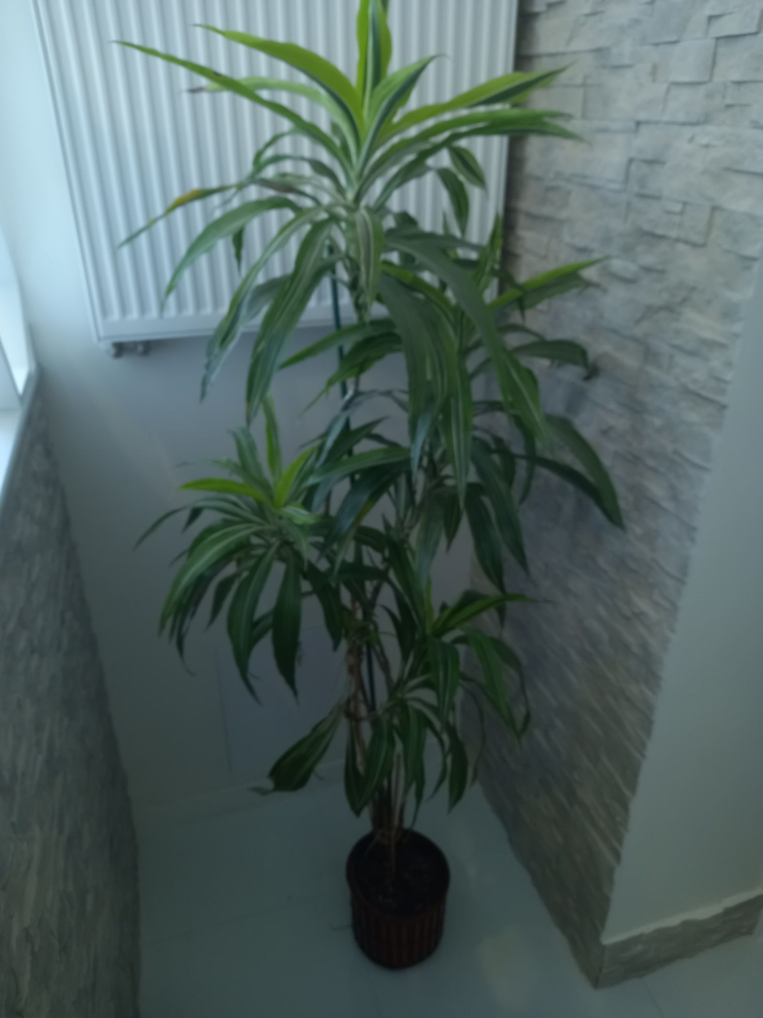 Dracena wysokość 1.90m