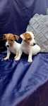 Jack Russell terrier suczka