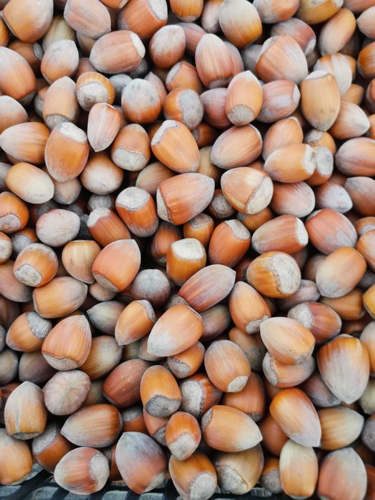 orzechy laskowe podłużne zbiór 10 .2025r. 5kg