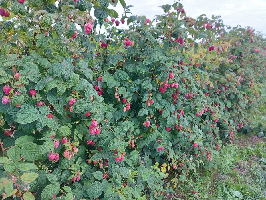 Malina letnia Tadmor Przehyba Laszka Glen Ample zadbana plantacja