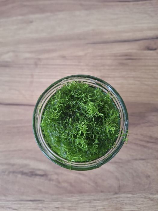 Roslina wgłębka wodna