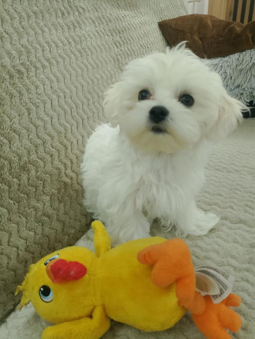 Maltańczyk z rodowodem - piesek