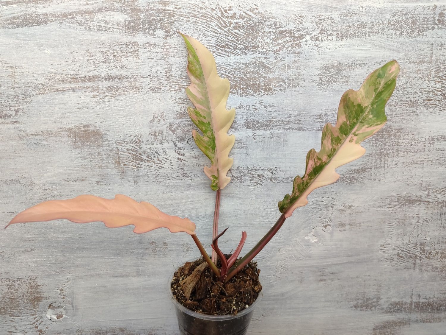 Продам філодендрон Карамель Марбл, Philodendron Caramel Marble