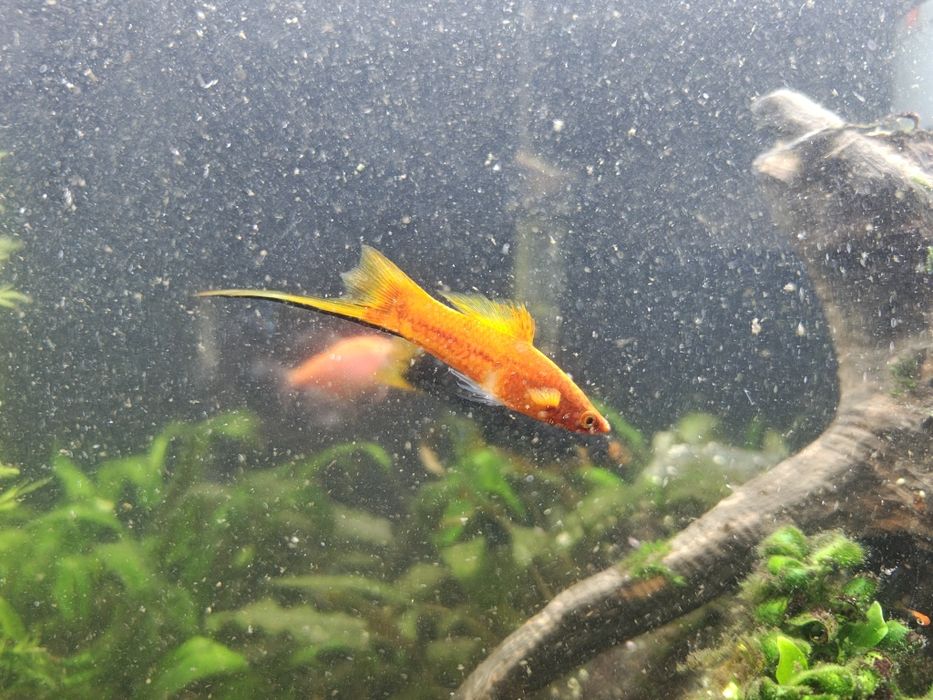 Rybki akwariowe, młode mieczyki czerwone i czarne