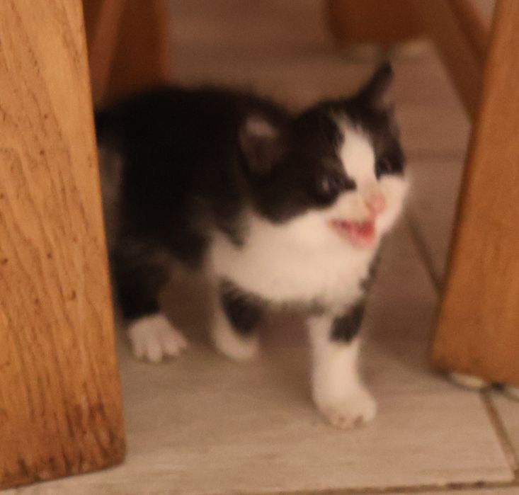 Kotka kociczka maleństwo czarno biała