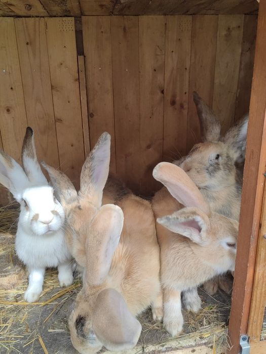Króliki na sprzedaż lub ubój
