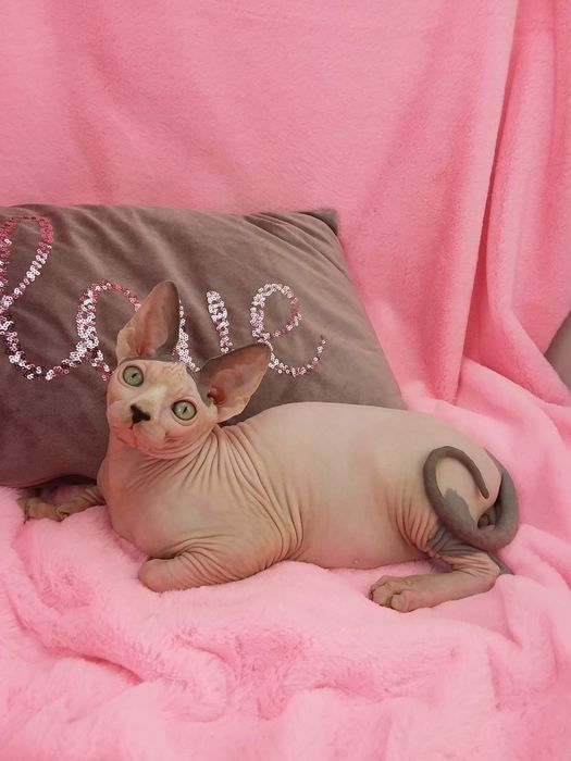 Канадский сфинкс мальчик