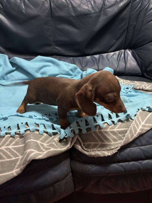 Teckel femea miniatura chocolate